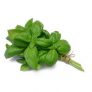 Basil