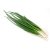 Spring Onions – Bundle ~5 L