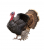 Live Turkey (Small)