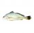 Croaker Fish 1kg